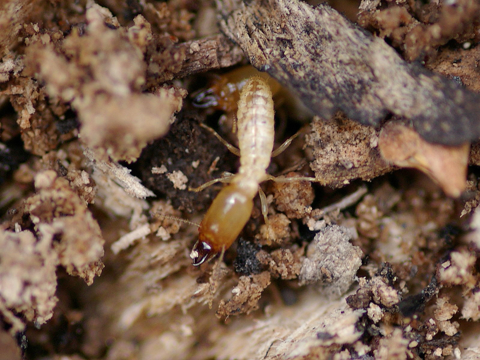 Backyard Biology: Insects (Isoptera - Termites)